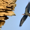 Ibis skalni - Geronticus eremita - Waldrapp - Bald Ibis 5907